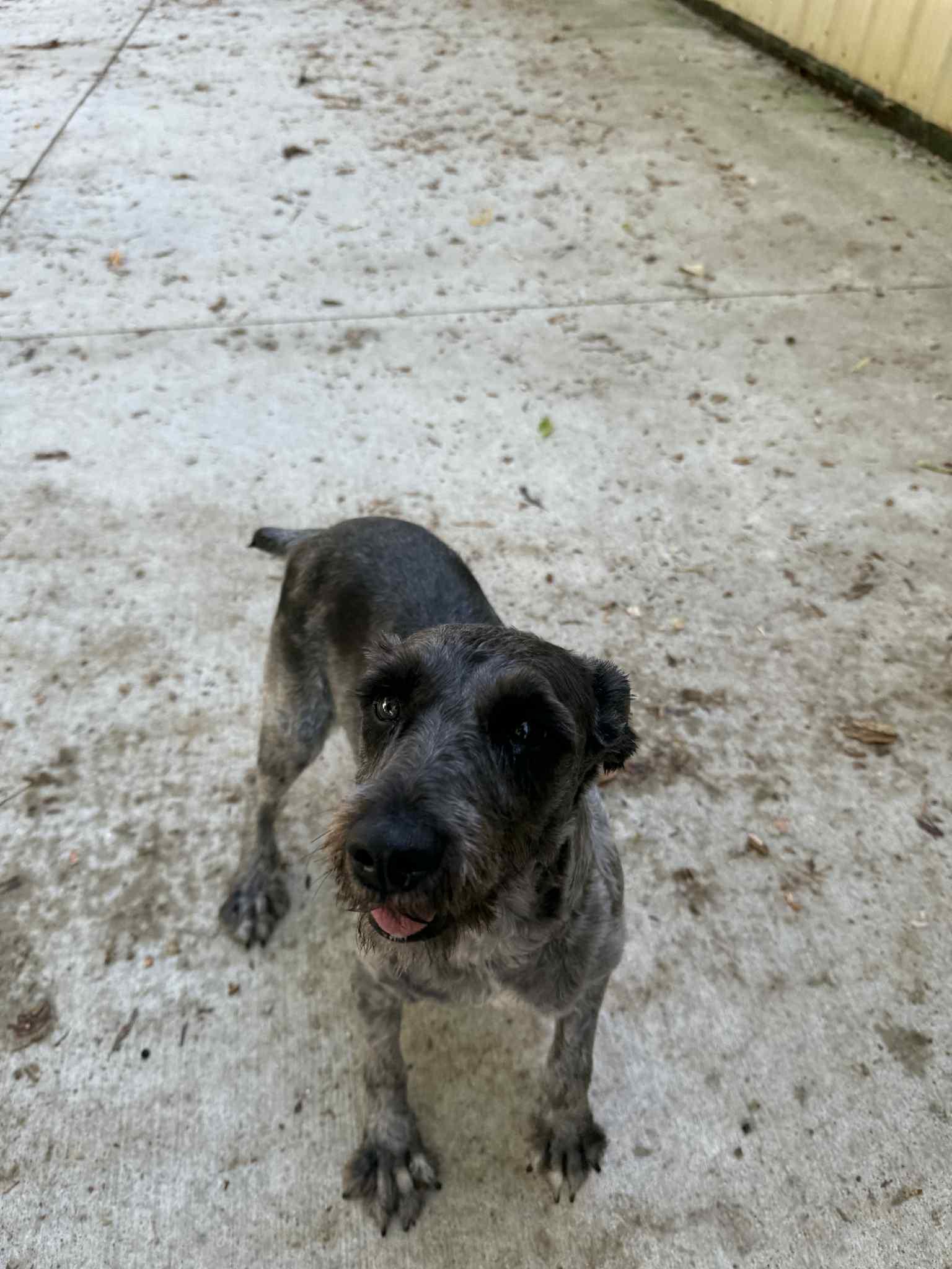 Zena
