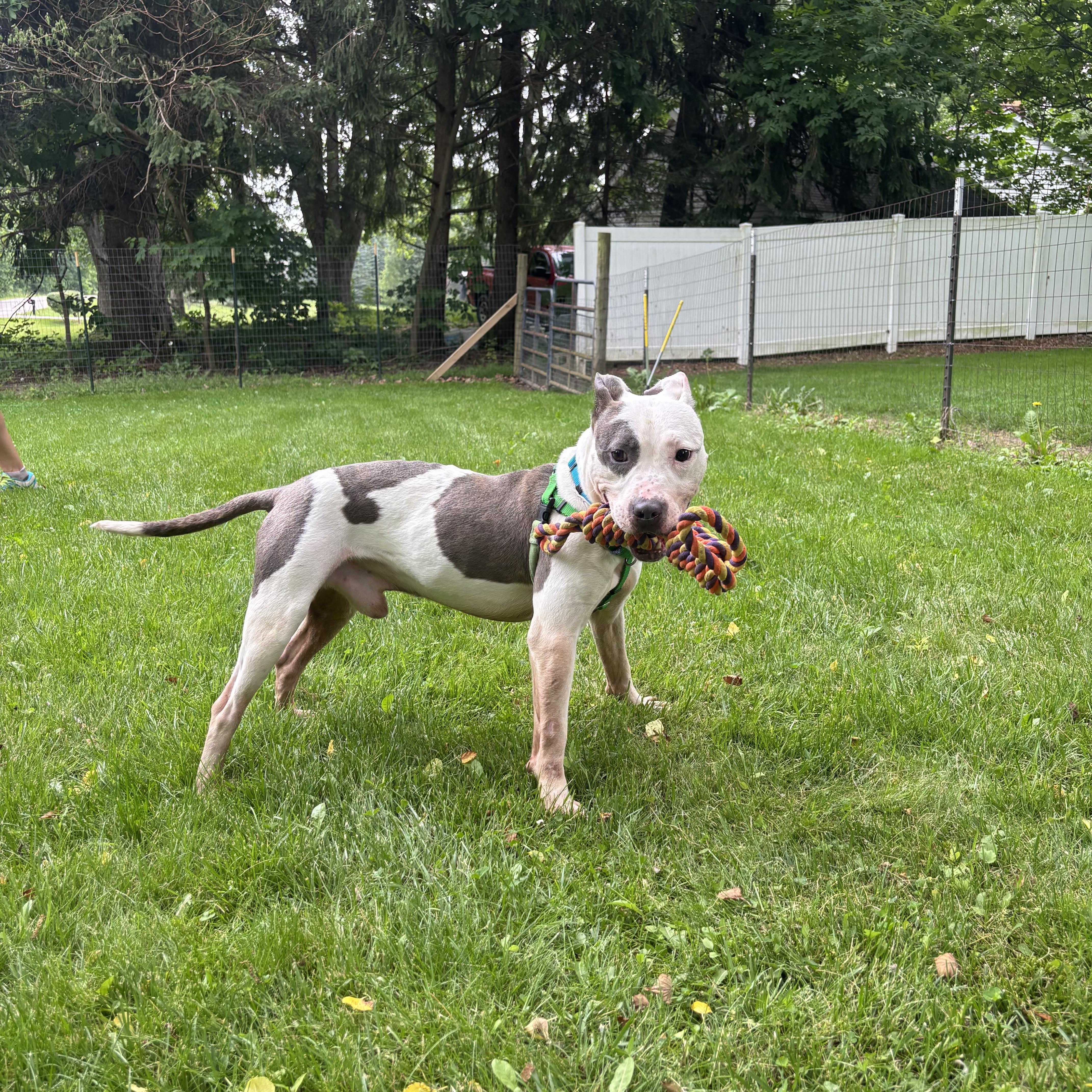 Dexter, a ADOPTABLE mixed breed in Ashland, OH image 1/2