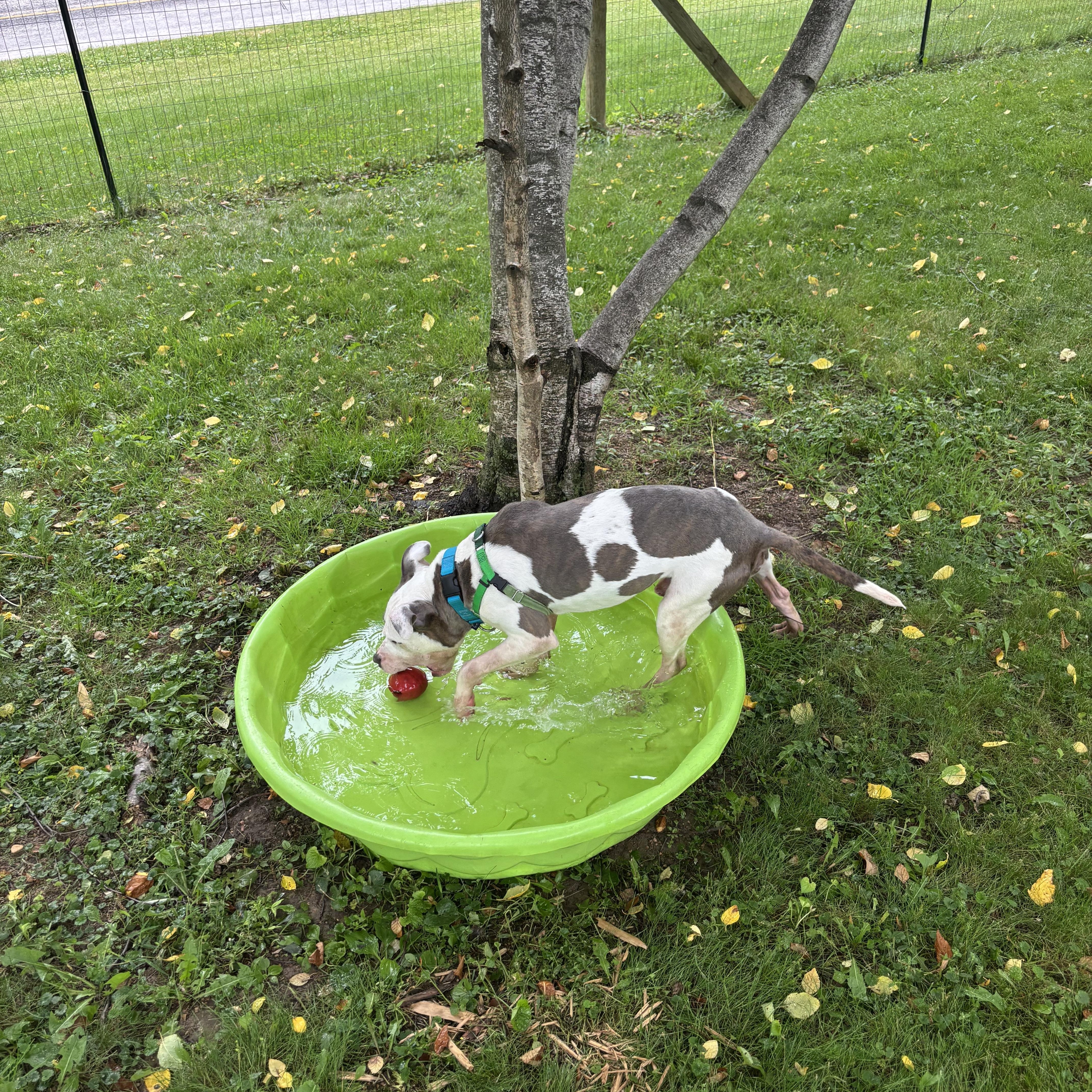 Dexter, a ADOPTABLE mixed breed in Ashland, OH image 2/2