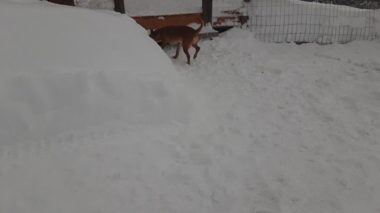 Enlarge Tanner, a Adopted mixed breed in Oroville, WA video 6/11