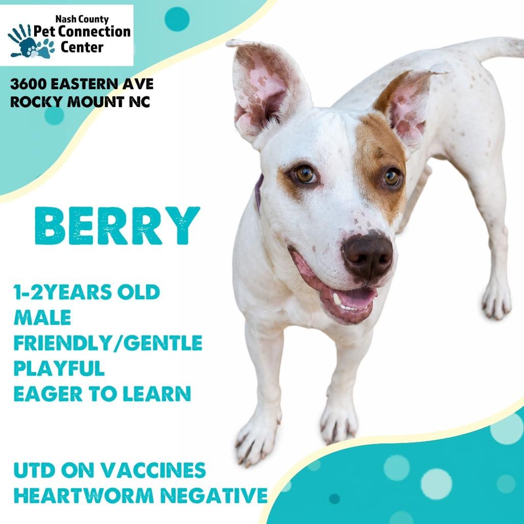 BERRY Available NOW - ADOPTION or RESCUE!, Adoptable, Adult Male Mixed Breed.