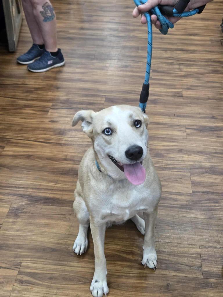 Enlarge Dixie, a Adoptable Mixed Breed in Mesa, AZ image 1/2