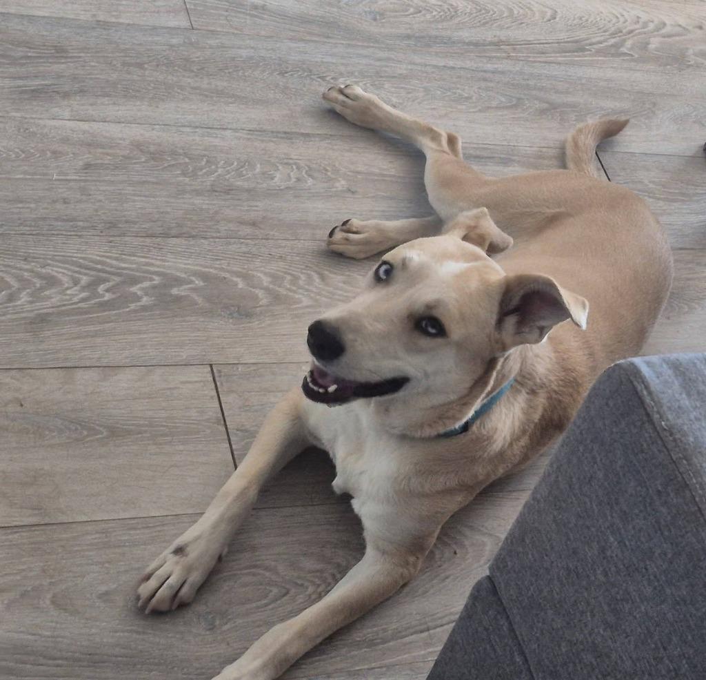 Enlarge Dixie, a Adoptable Mixed Breed in Mesa, AZ image 2/2