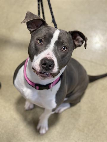 GALACTICA, Adoptable, Young Female Pit Bull Terrier.