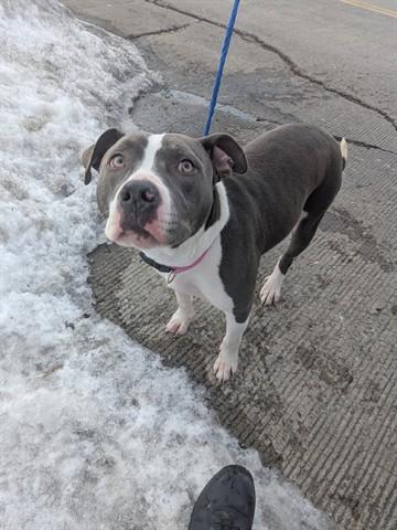 Enlarge GALACTICA, a Adoptable Pit Bull Terrier in Dayton, OH image 1/1
