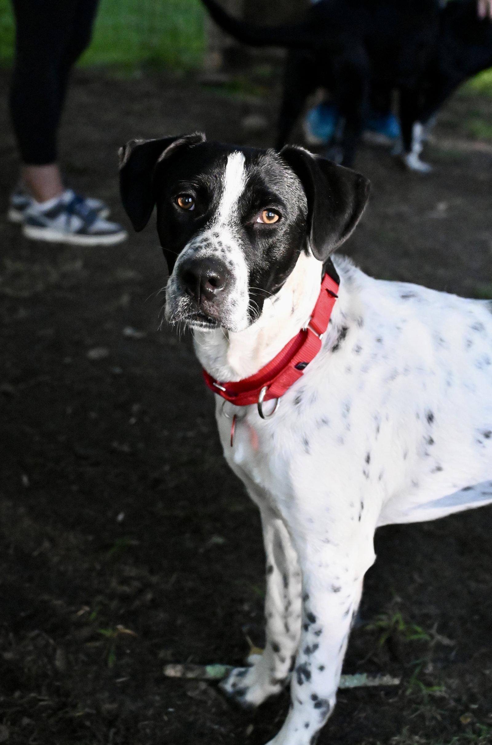 Enlarge Junior Dot *LOCAL*, a Adoptable mixed breed in Wakefield, RI image 1/3