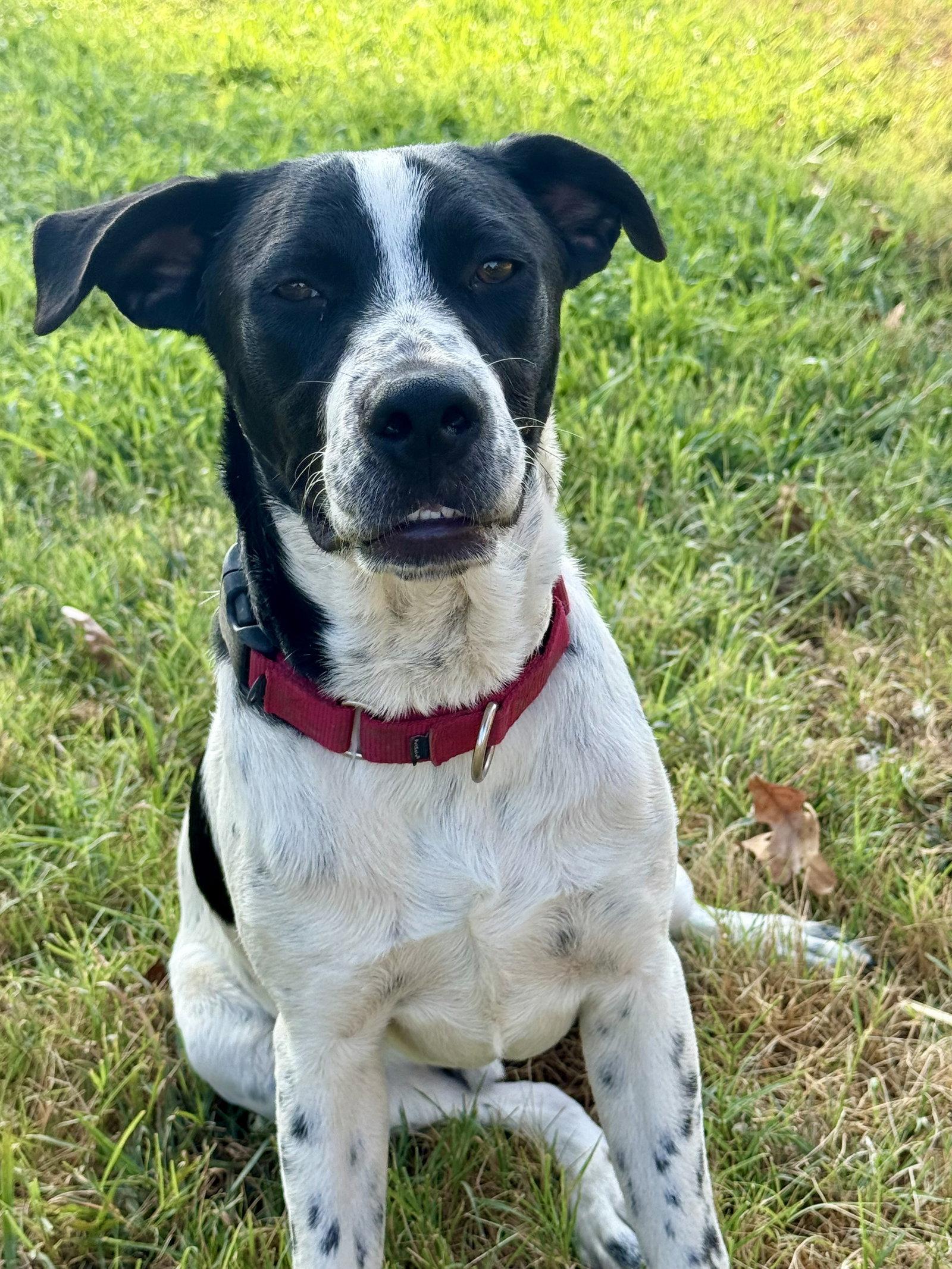 Enlarge Junior Dot *LOCAL*, a Adoptable mixed breed in Wakefield, RI image 2/3