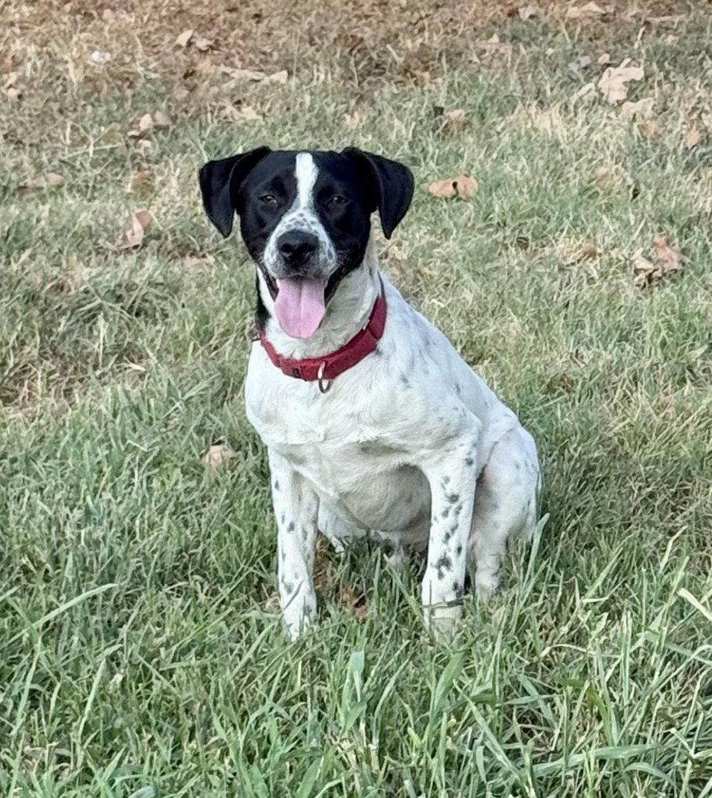 Enlarge Junior Dot *LOCAL*, a Adoptable mixed breed in Wakefield, RI image 3/3