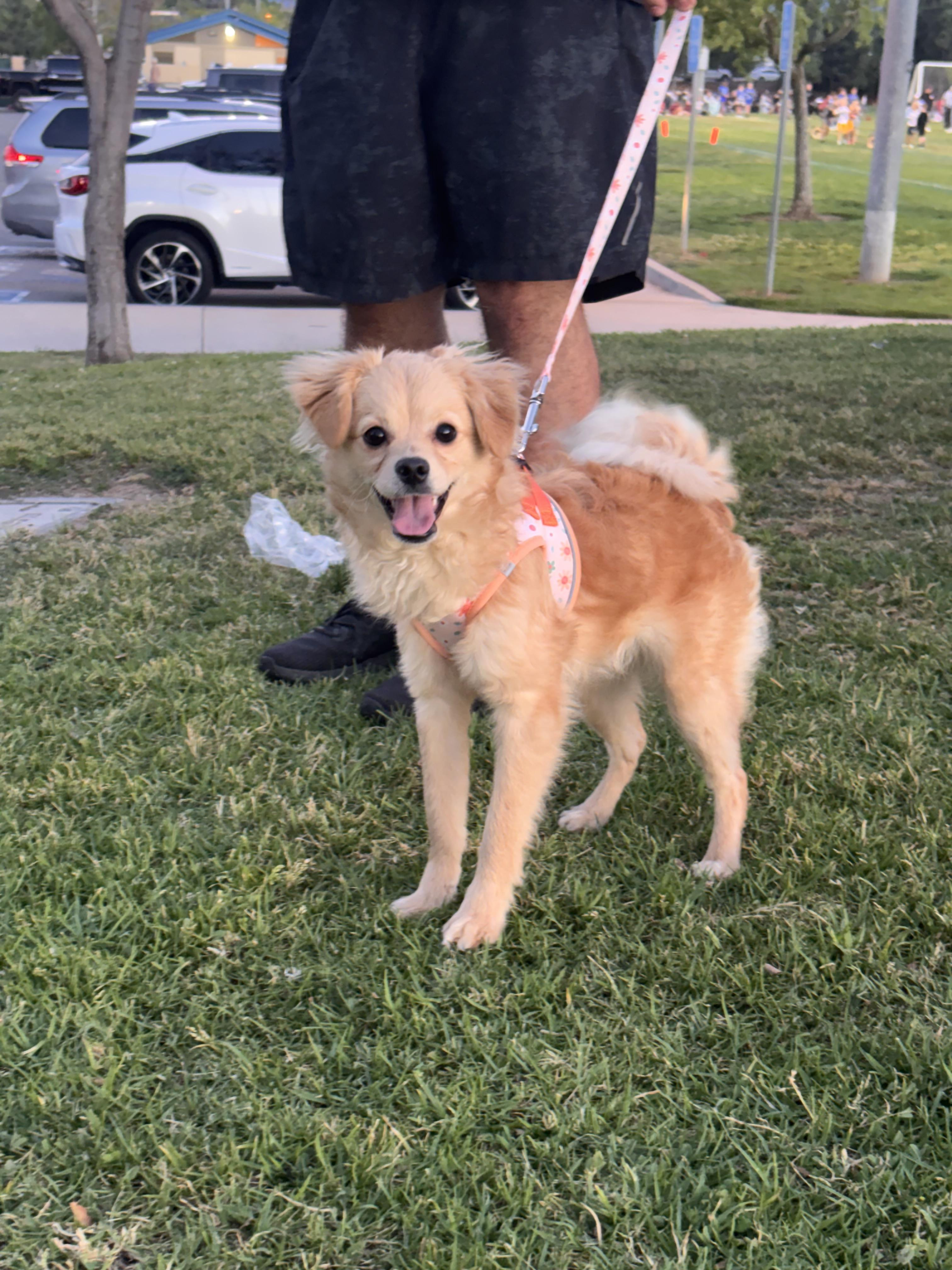 Sandy , adopted, Puppy Female Chihuahua & Poodle.