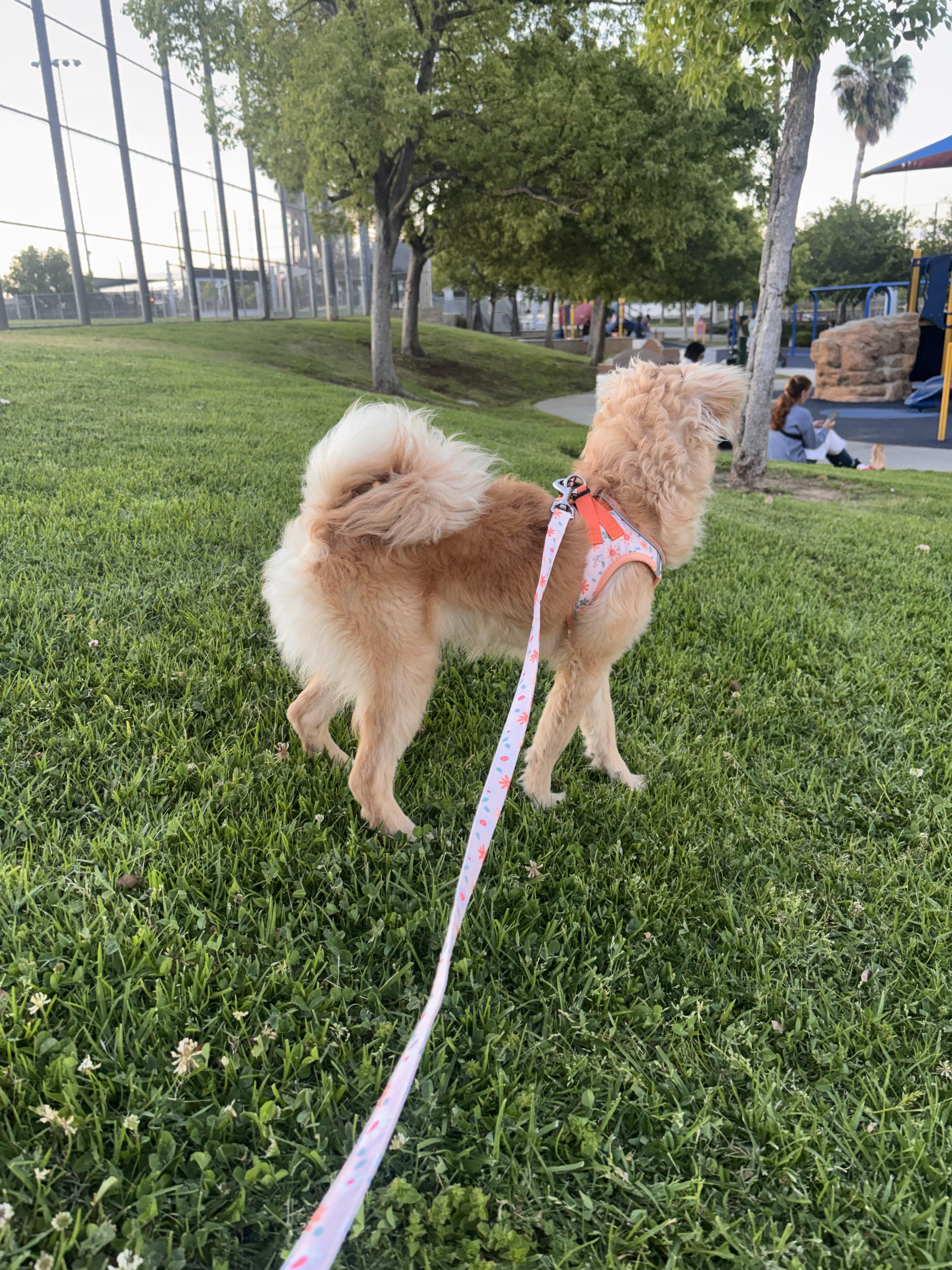 Enlarge Sandy , an adopted mixed breed in Corona, CA image 5/5