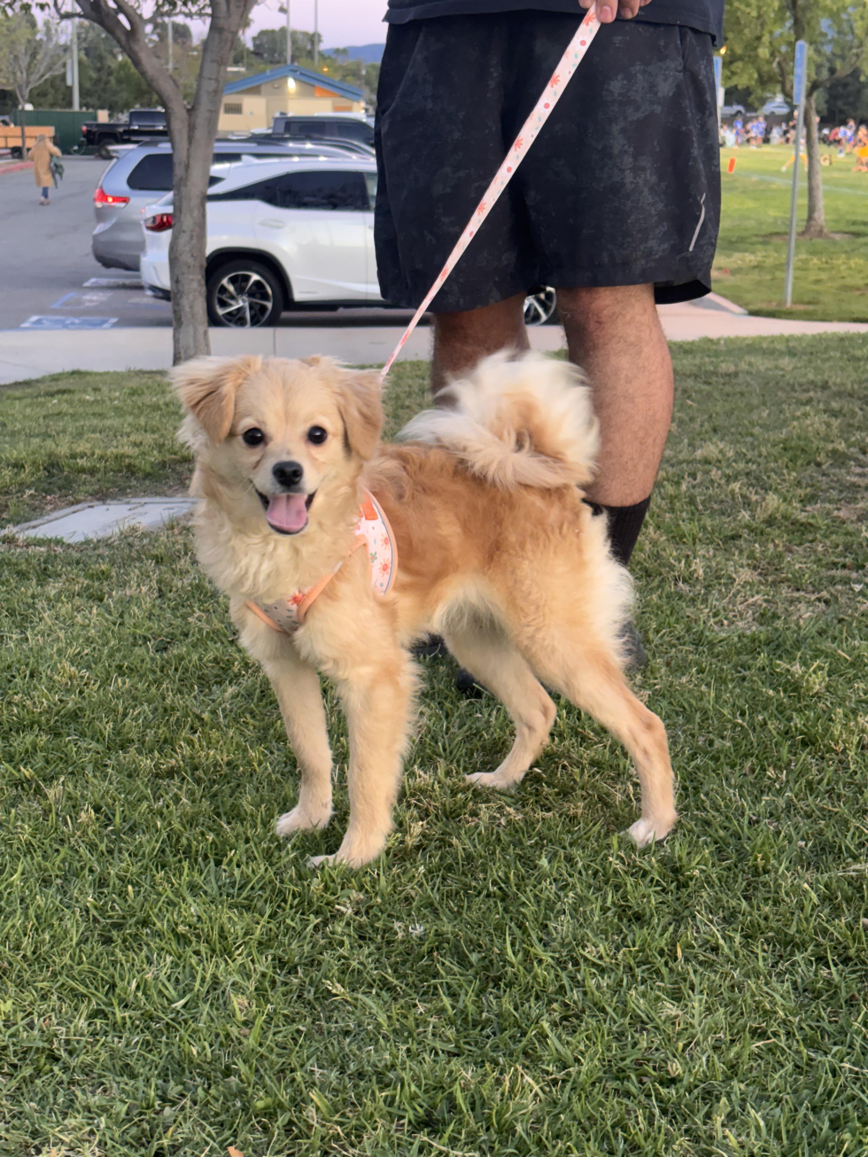 Enlarge Sandy , an adopted mixed breed in Corona, CA image 4/5