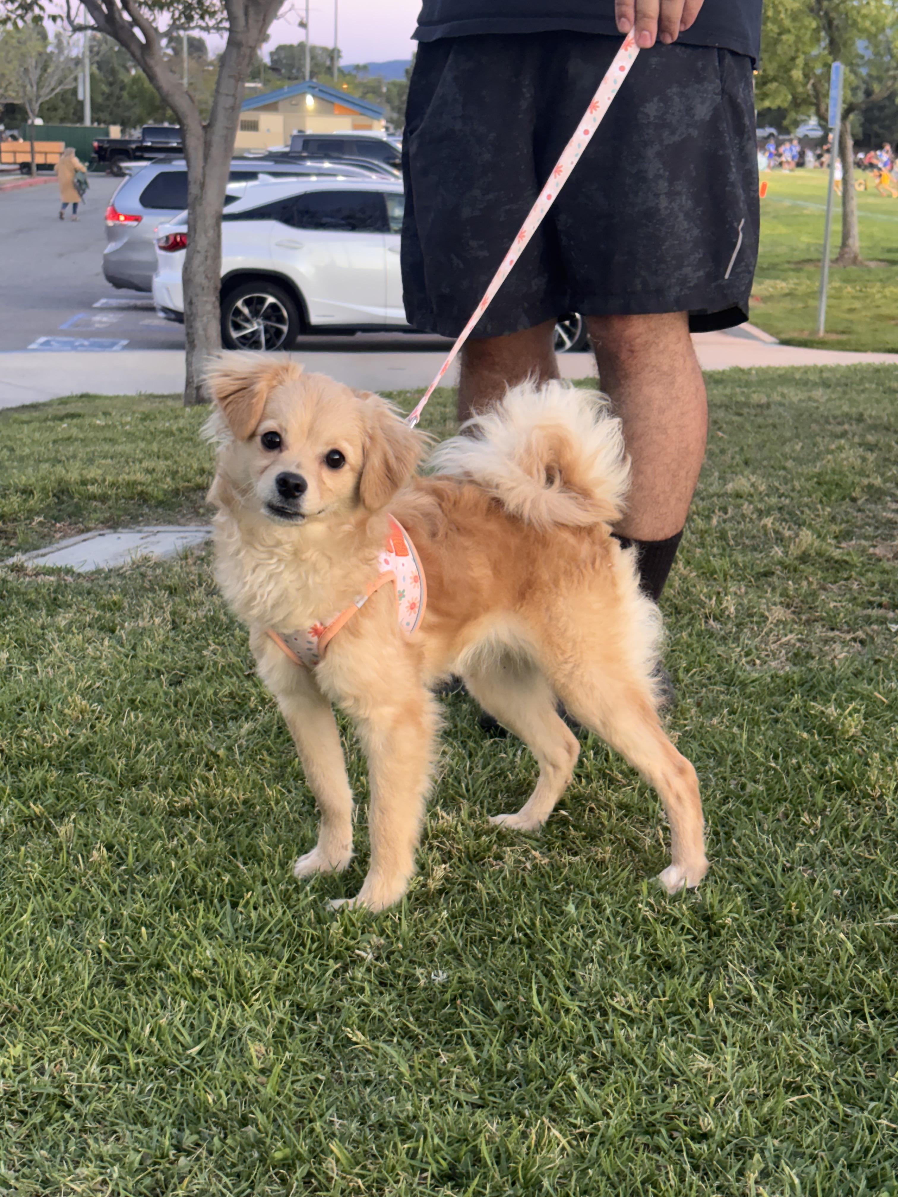 Enlarge Sandy , an adopted mixed breed in Corona, CA image 2/5