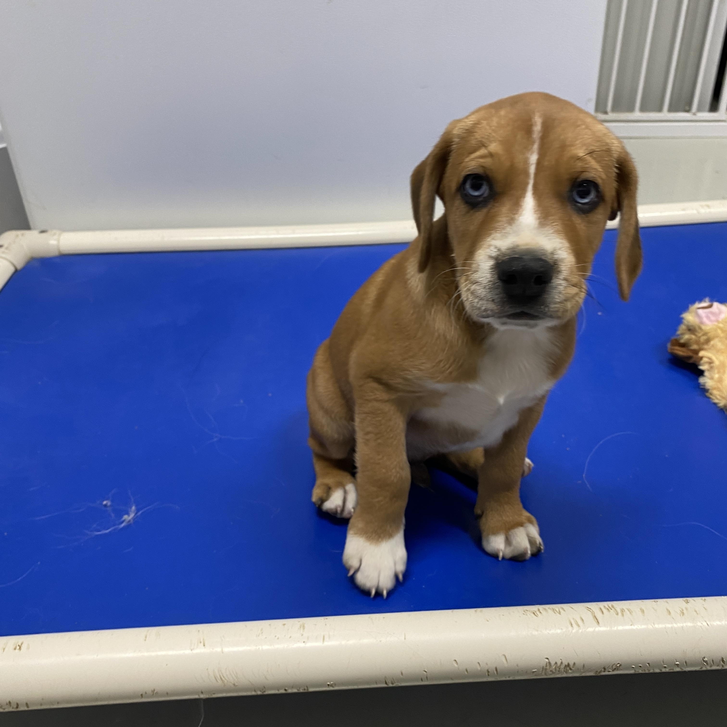 Chase, adopted, Puppy Male Border Terrier.