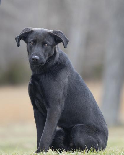 Enlarge Dart, a ADOPTABLE mixed breed in Bedford, IN image 1/2