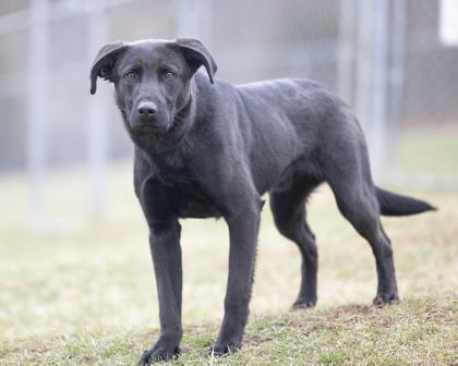 Enlarge Dart, a ADOPTABLE mixed breed in Bedford, IN image 2/2