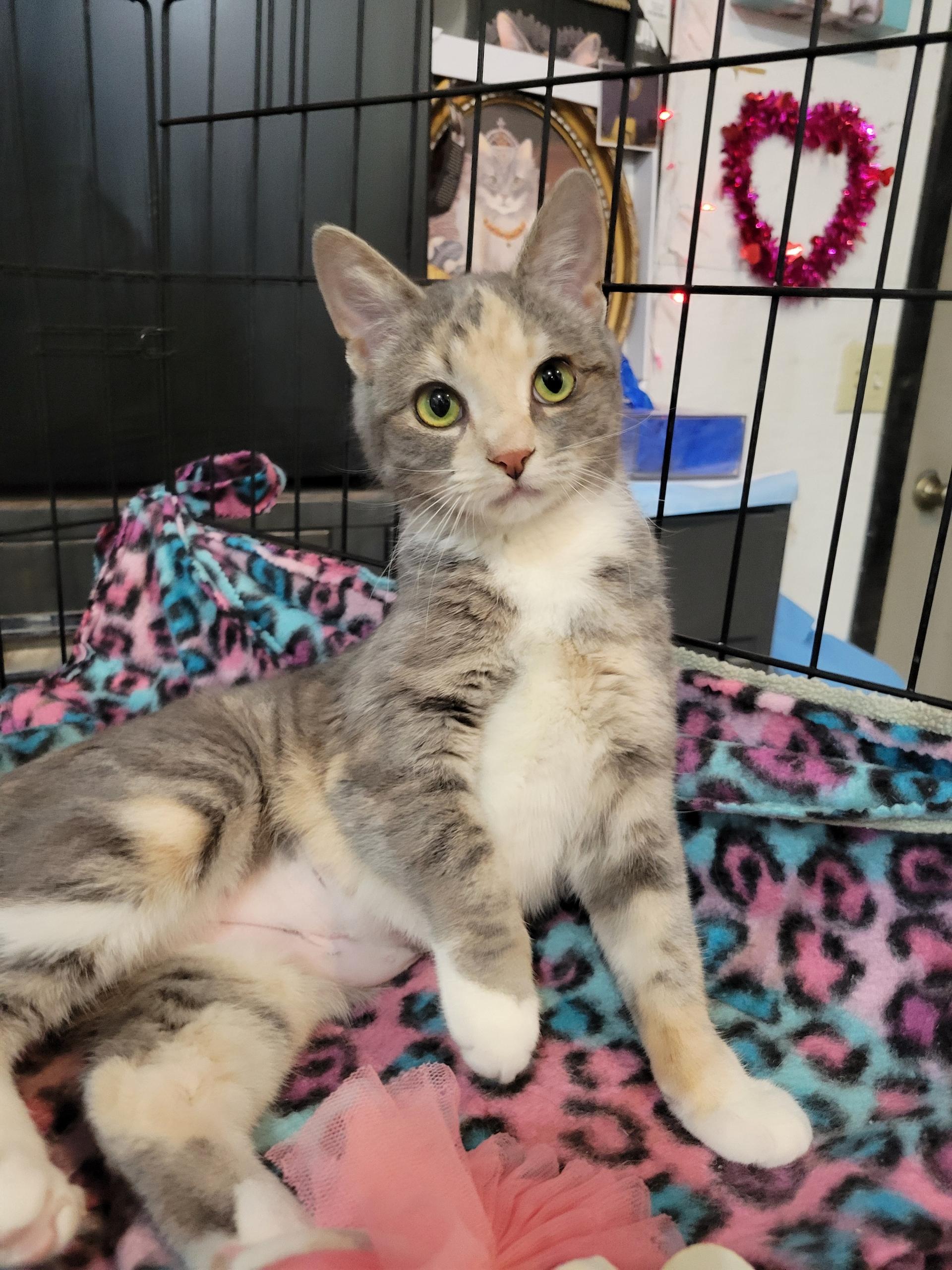 Enlarge Sugarplum , an adopted Domestic Short Hair in Reeseville, WI image 1/3