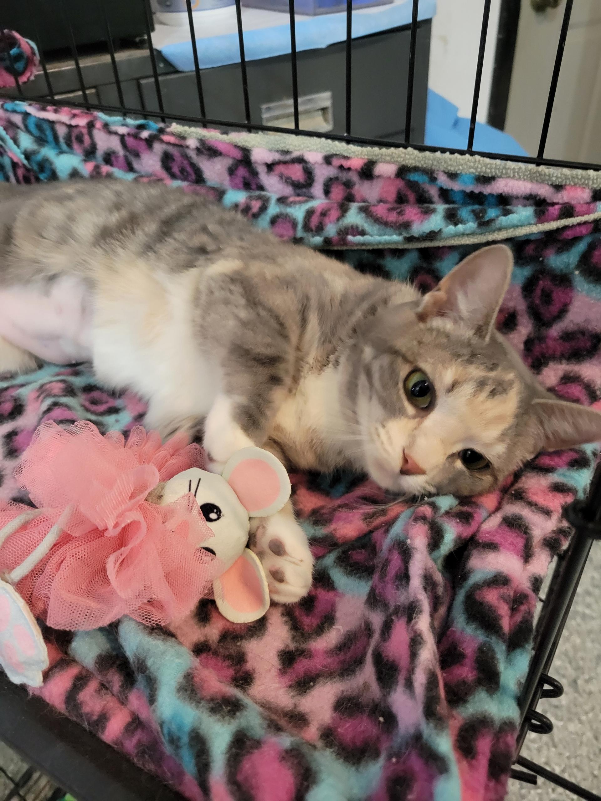 Enlarge Sugarplum , an adopted Domestic Short Hair in Reeseville, WI image 2/3