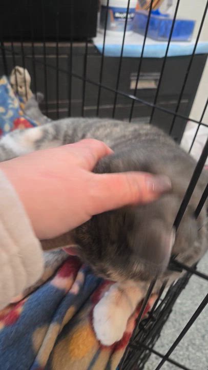 Enlarge Sugarplum , an adopted Domestic Short Hair in Reeseville, WI video 3/3