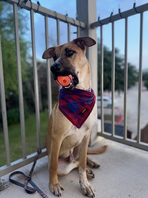 Buster, a Adopted German Shepherd Dog in Sugar Land, TX image 1/6