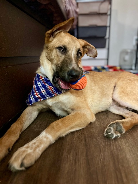 Buster, a Adopted German Shepherd Dog in Sugar Land, TX image 2/6