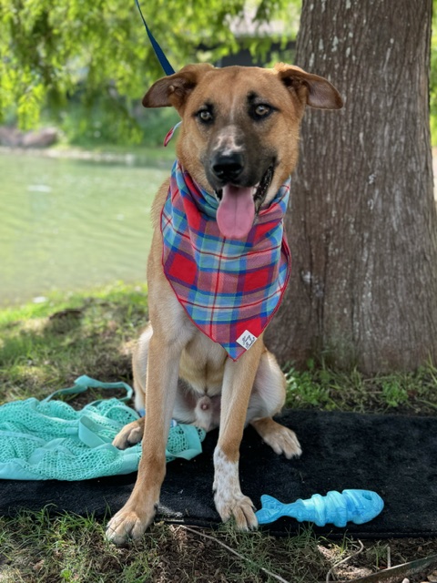 Buster, a Adopted German Shepherd Dog in Sugar Land, TX image 3/6