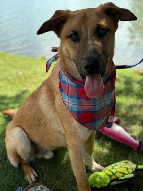 Buster, a Adopted German Shepherd Dog in Sugar Land, TX image 4/6