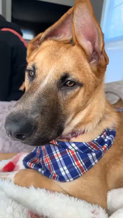 Enlarge Buster, a Adopted German Shepherd Dog in Sugar Land, TX video 5/6