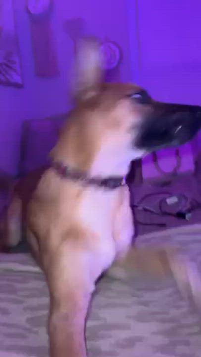 Enlarge Buster, a Adopted German Shepherd Dog in Sugar Land, TX video 6/6