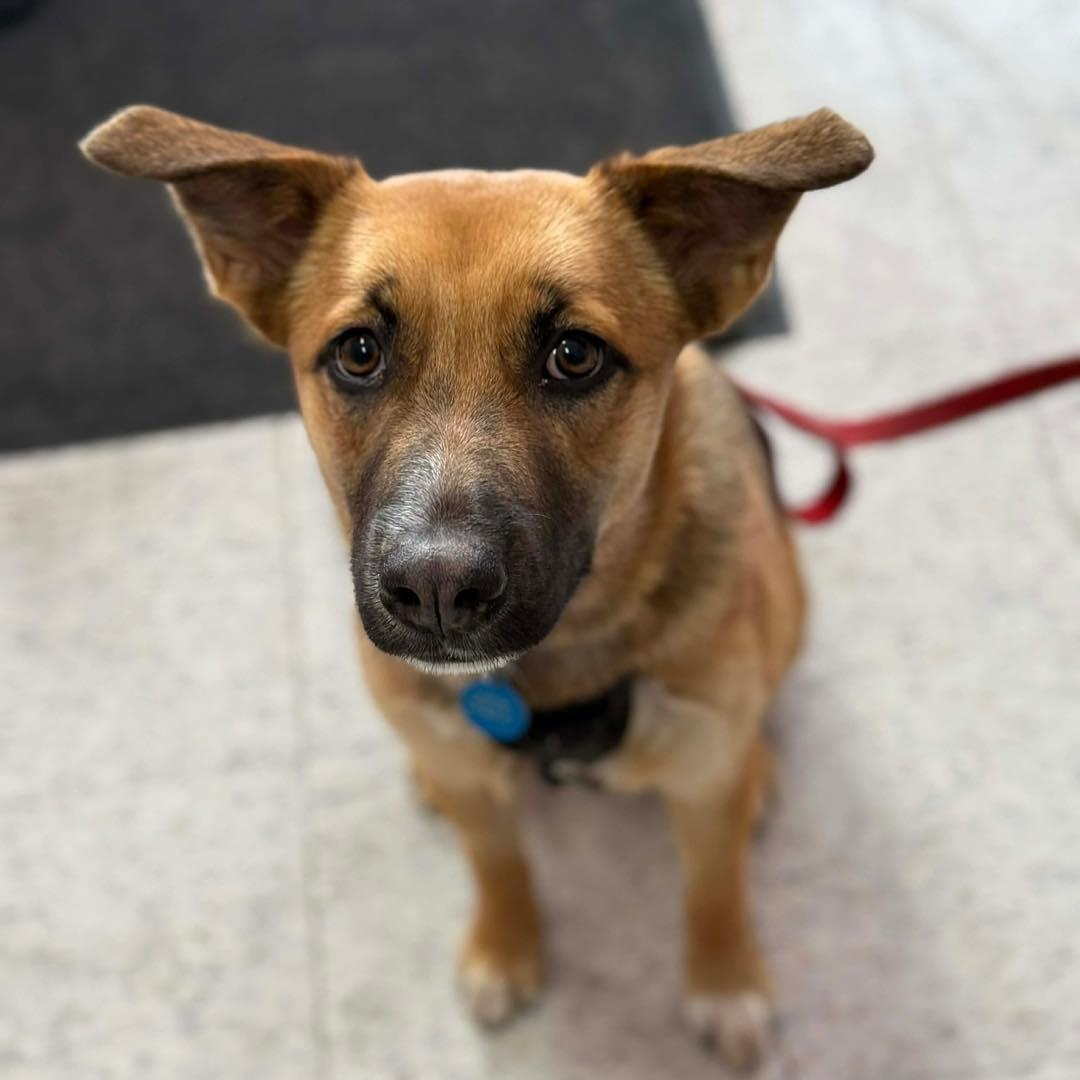 Calypso, a ADOPTABLE mixed breed in St Thomas, ON image 1/5