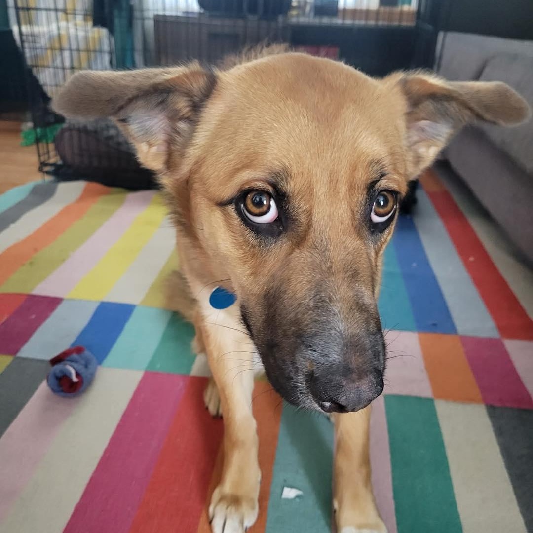 Calypso, a ADOPTABLE mixed breed in St Thomas, ON image 2/5