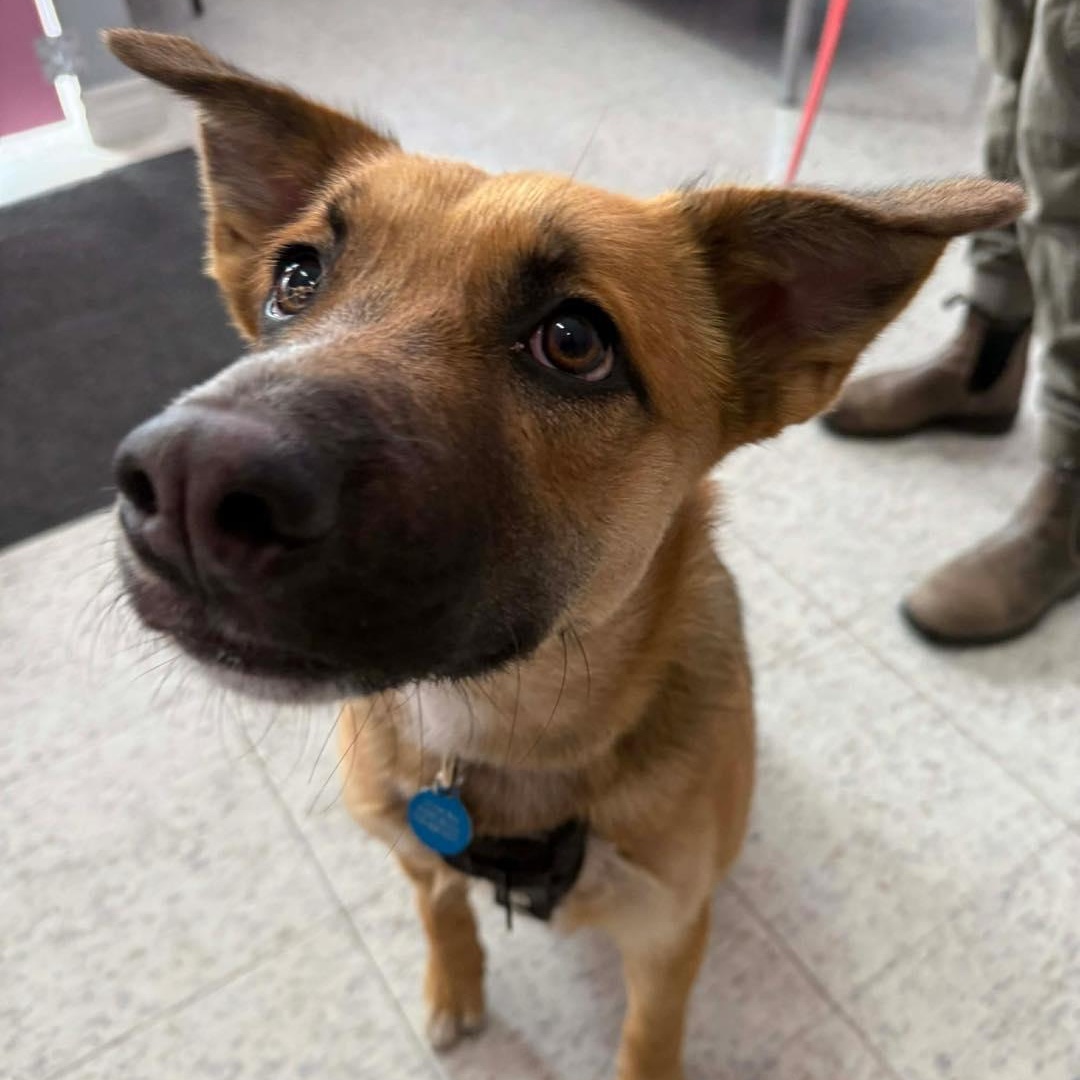 Calypso, a ADOPTABLE mixed breed in St Thomas, ON image 3/5