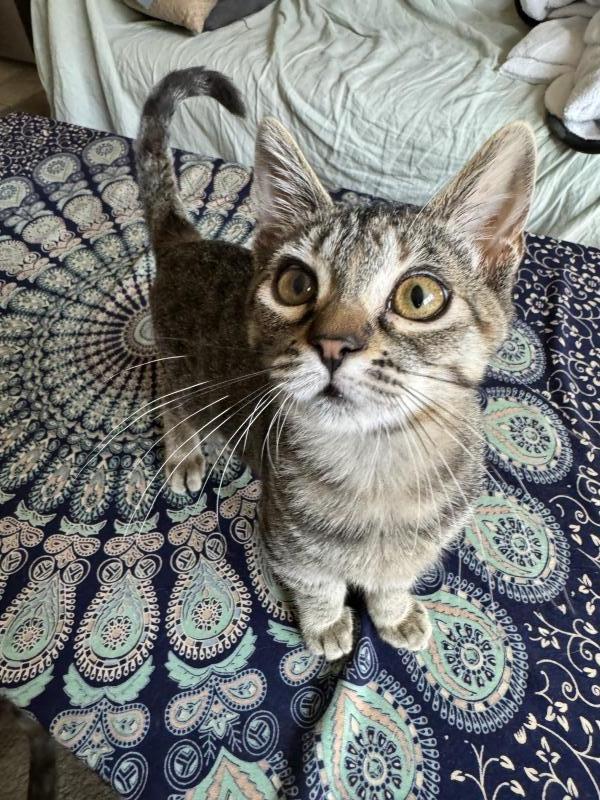 Enlarge Ella, a Adoptable Tabby in Palo Alto, CA image 1/4