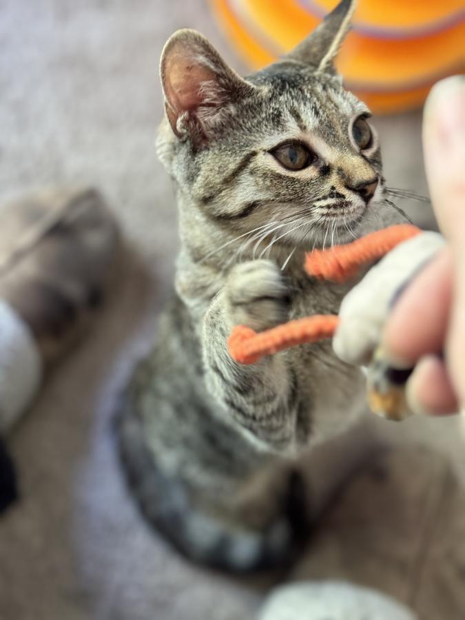 Enlarge Ella, a Adoptable Tabby in Palo Alto, CA image 3/4
