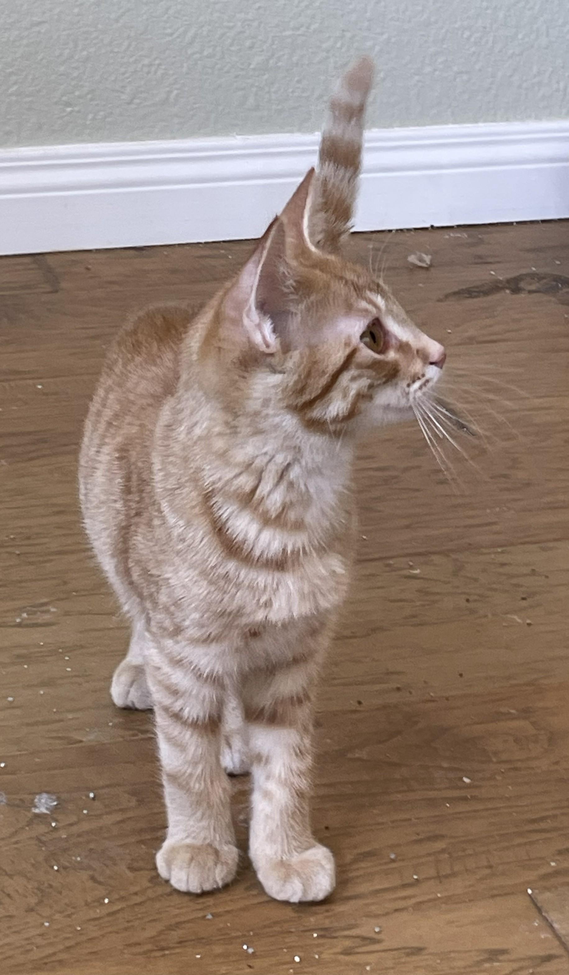 Enlarge Cracker —The Little Ginger Boss, a Adopted Domestic Short Hair in Prescott, AZ image 4/4