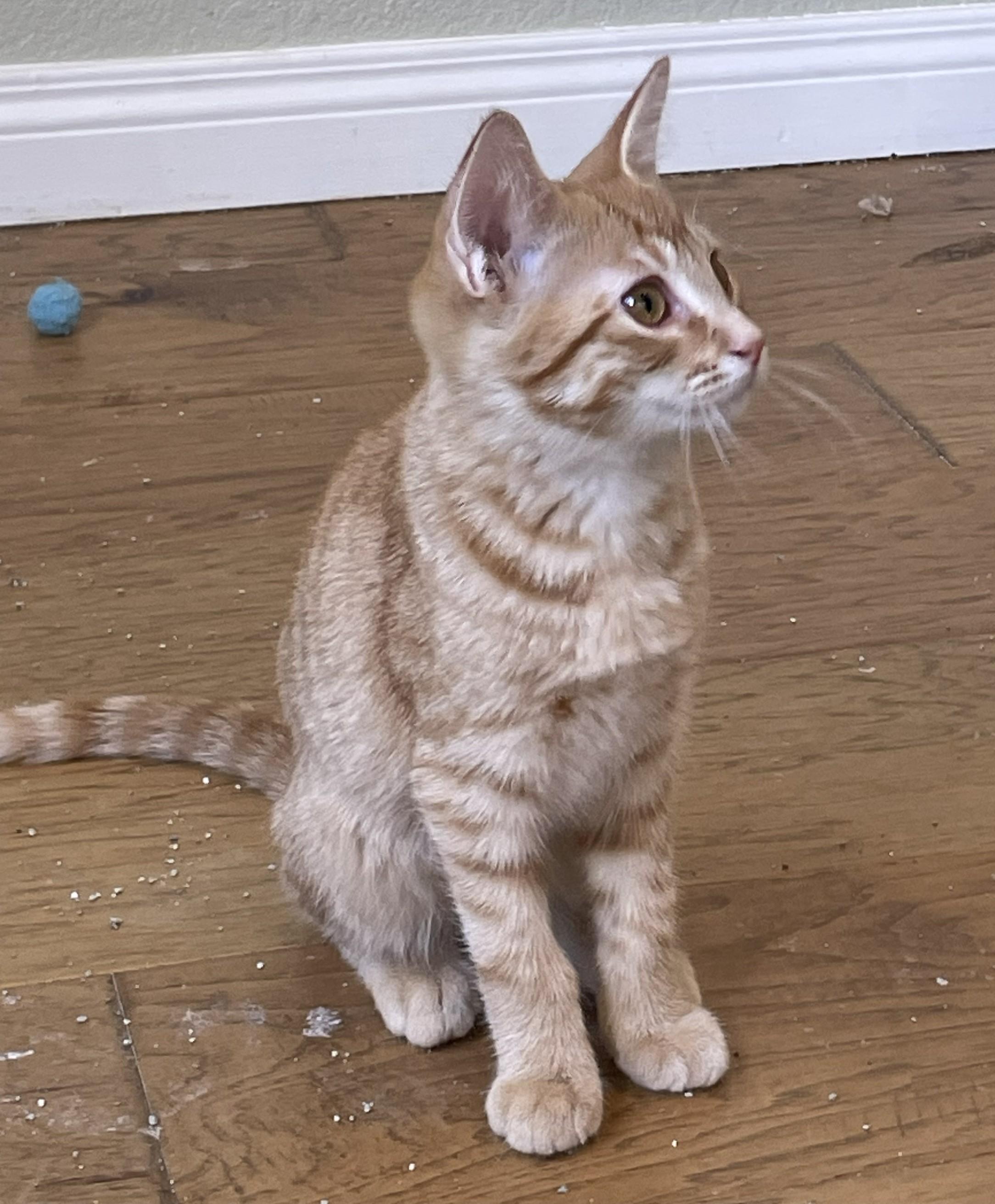 Enlarge Cracker —The Little Ginger Boss, a Adopted Domestic Short Hair in Prescott, AZ image 3/4