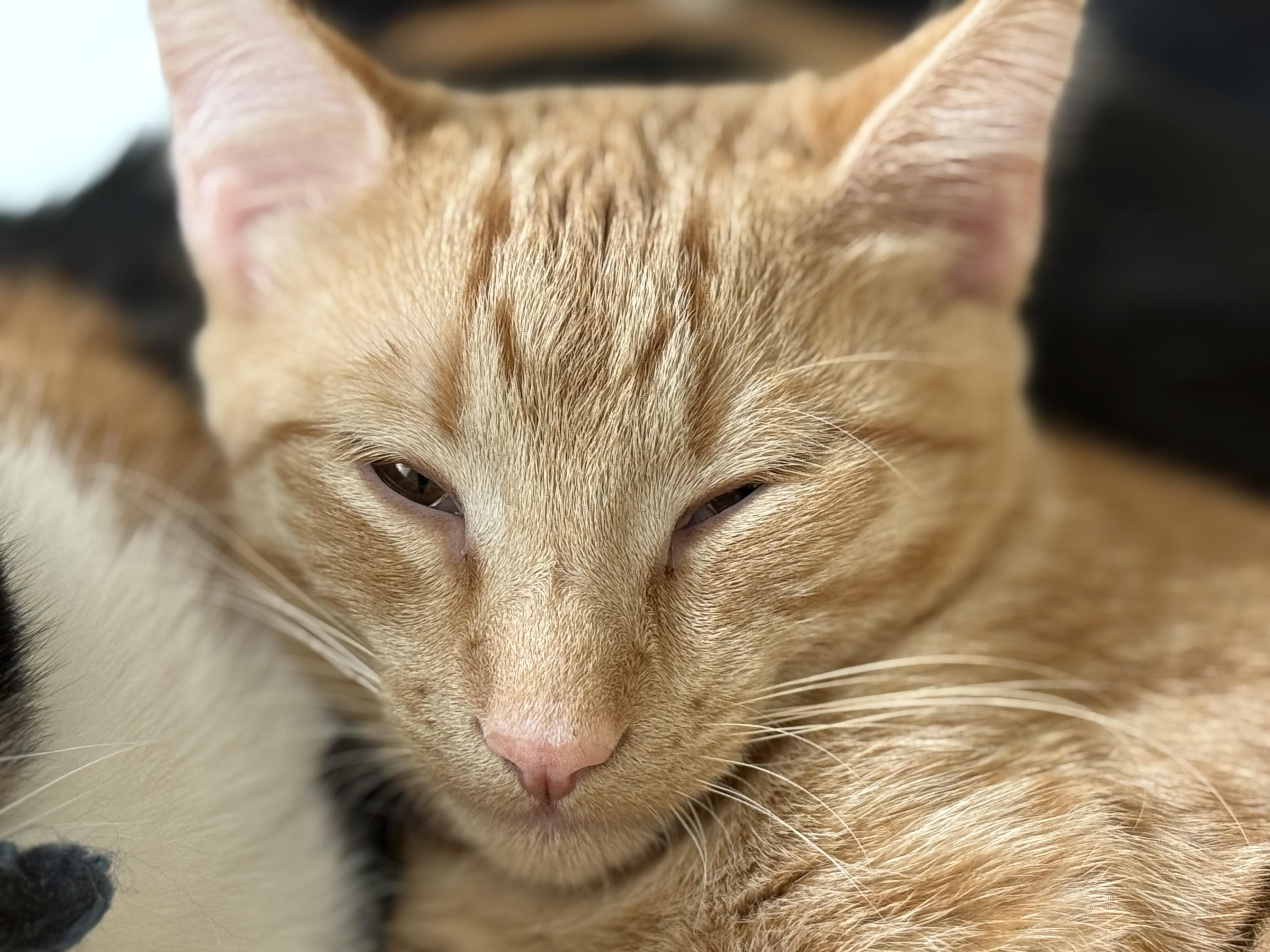 Enlarge Jersey, a Adoptable Domestic Short Hair in McKenzie, TN image 4/4