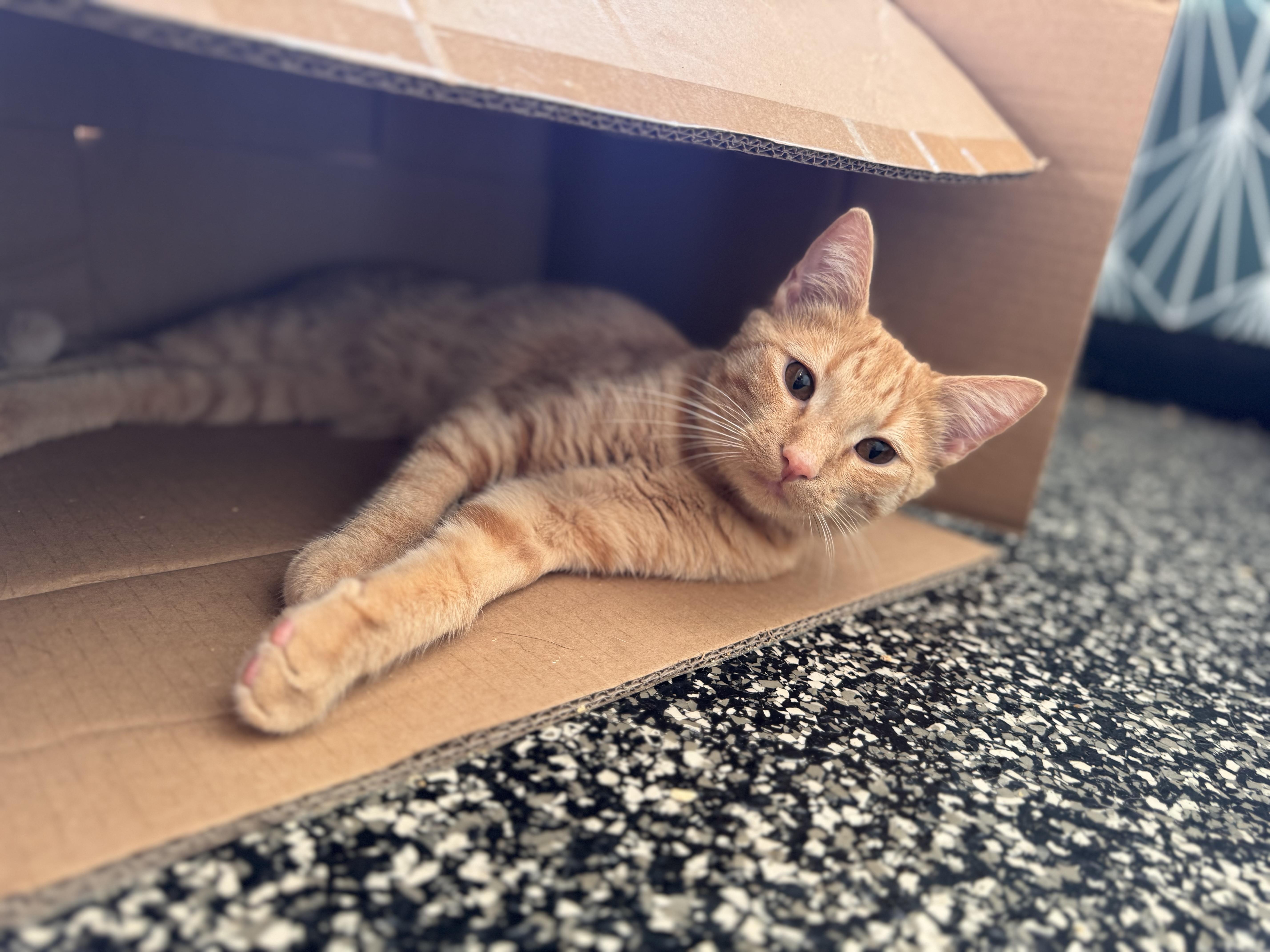 Enlarge Jersey, a Adoptable Domestic Short Hair in McKenzie, TN image 2/4