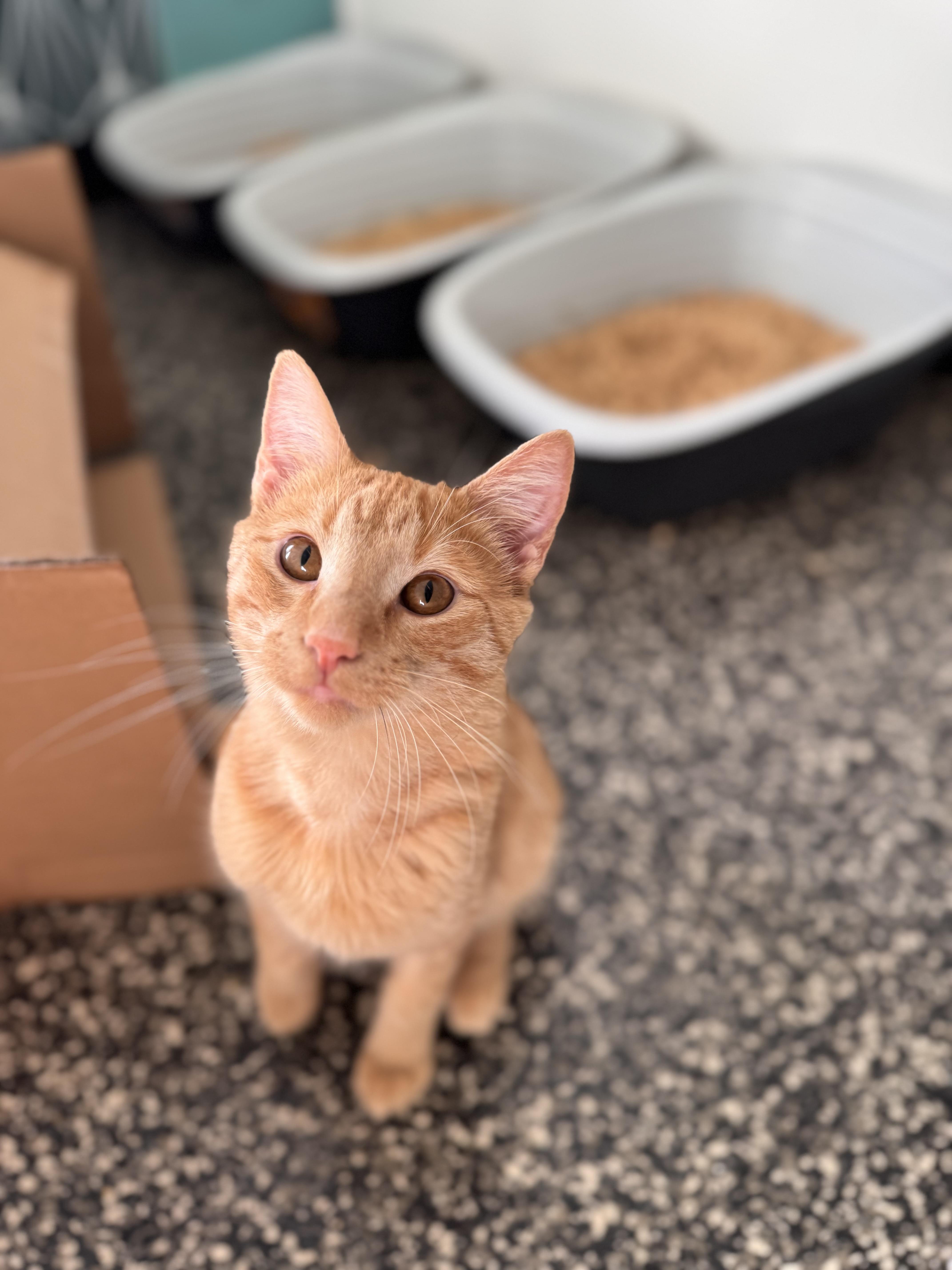 Jersey, Adoptable, Young Male Domestic Short Hair.