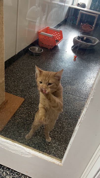 Enlarge Jersey, a Adoptable Domestic Short Hair in McKenzie, TN video 3/4