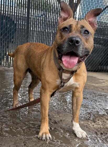 Mocha, Adoptable, Adult Female Mixed Breed & Mixed Breed.