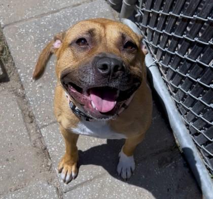 Mocha, a Adoptable mixed breed in Savannah, GA image 2/3