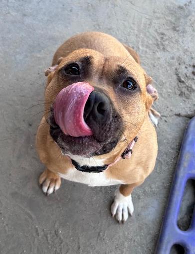 Mocha, a Adoptable mixed breed in Savannah, GA image 3/3