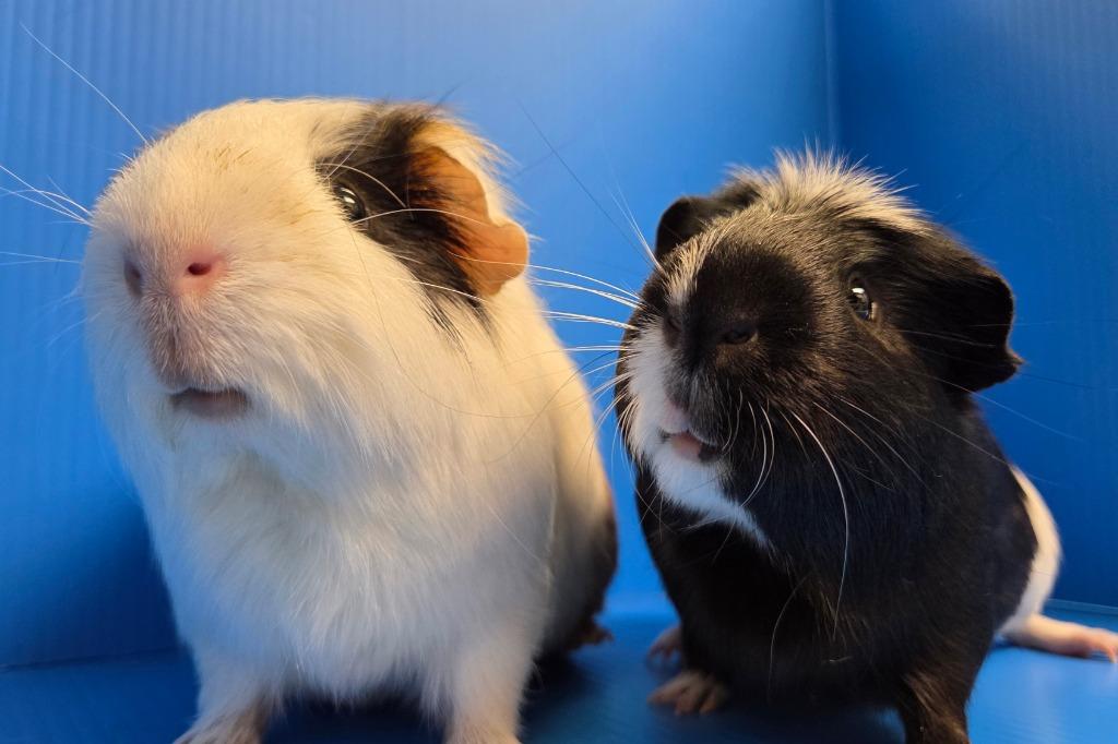 Colonel Mustard / Professor Plum, Adoptable, Young Male Guinea Pig & Guinea Pig.