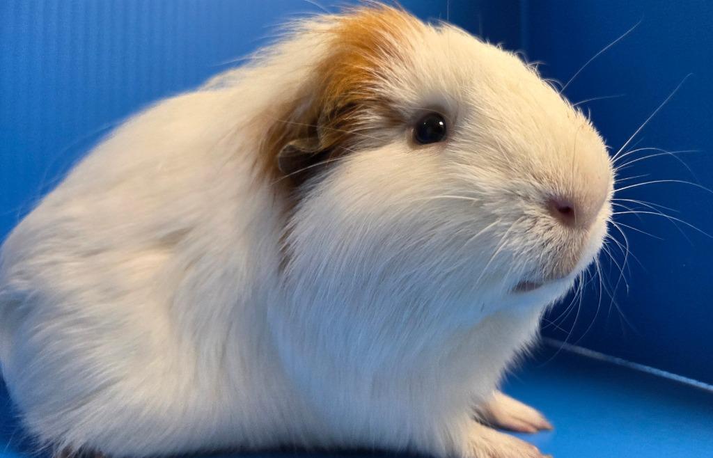 Enlarge Colonel Mustard / Professor Plum, a Adoptable mixed breed in Lewisville, TX image 2/3