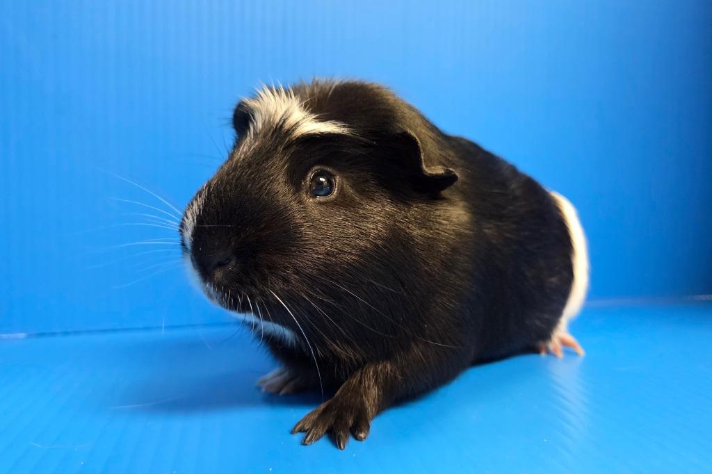 Enlarge Colonel Mustard / Professor Plum, a Adoptable mixed breed in Lewisville, TX image 3/3