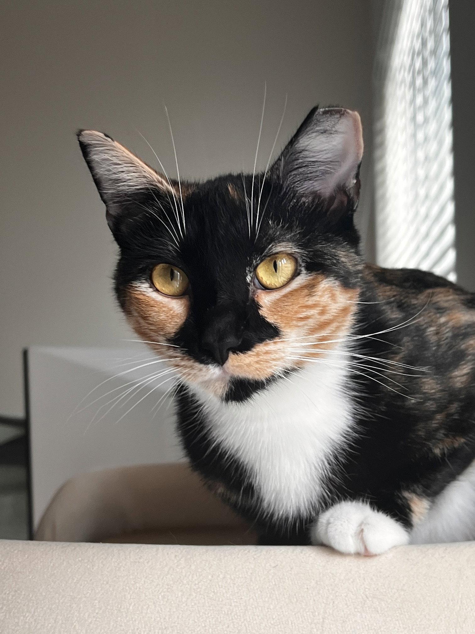 Maeve - FIV+, Adoptable, Young Female Domestic Short Hair.