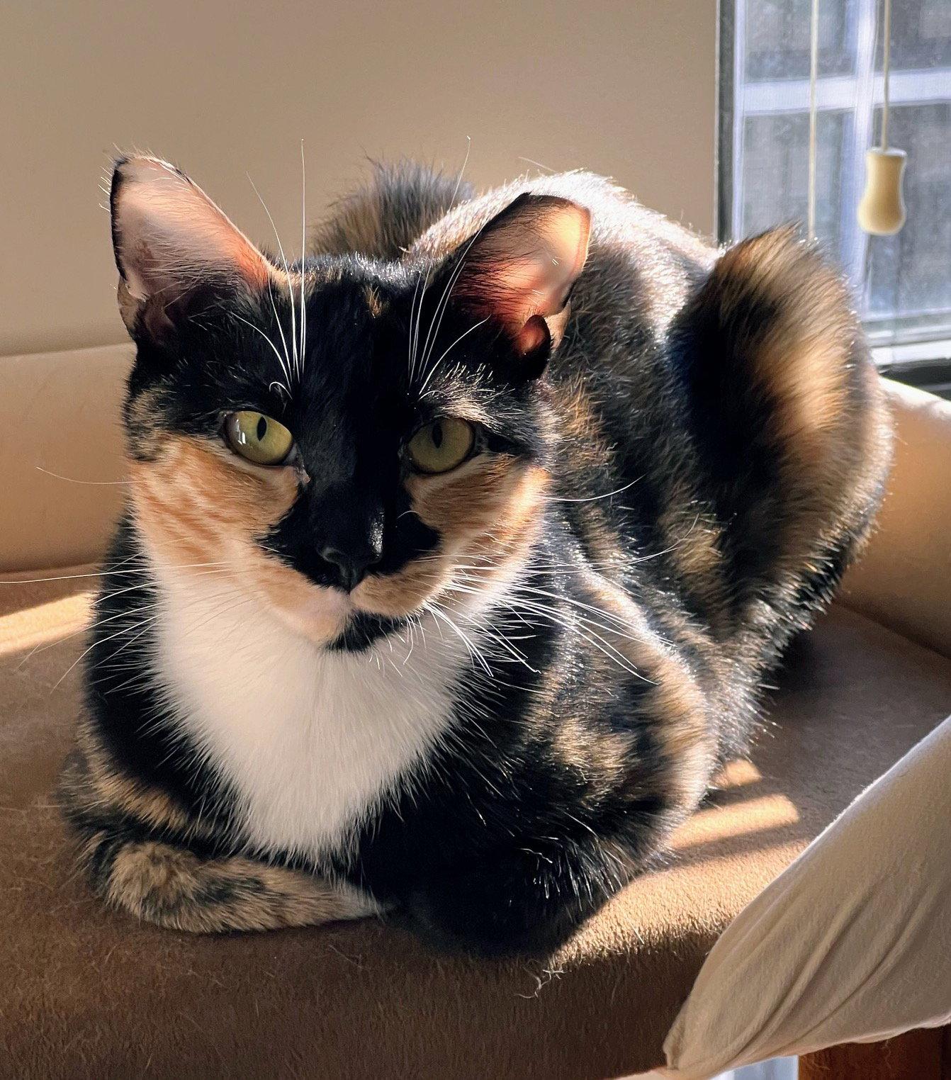 Enlarge Maeve - FIV+, a Adoptable Domestic Short Hair in Reston, VA image 2/3
