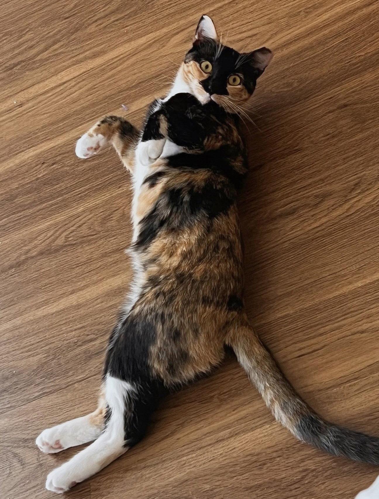 Enlarge Maeve - FIV+, a Adoptable Domestic Short Hair in Reston, VA image 3/3