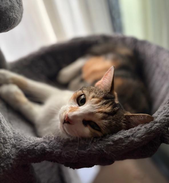 Enlarge Irma, a Adoptable Calico in Verdun, QC image 1/1