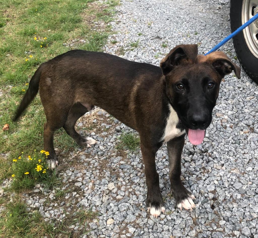 Rusty, Adoptable, Young Male Belgian Shepherd / Malinois & Pit Bull Terrier.